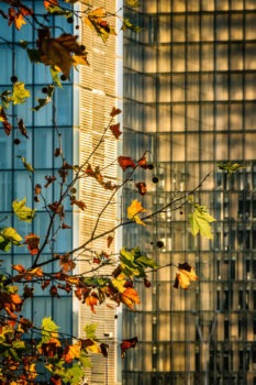 La BNF à l'automne. Architecte : Dominique Perrault