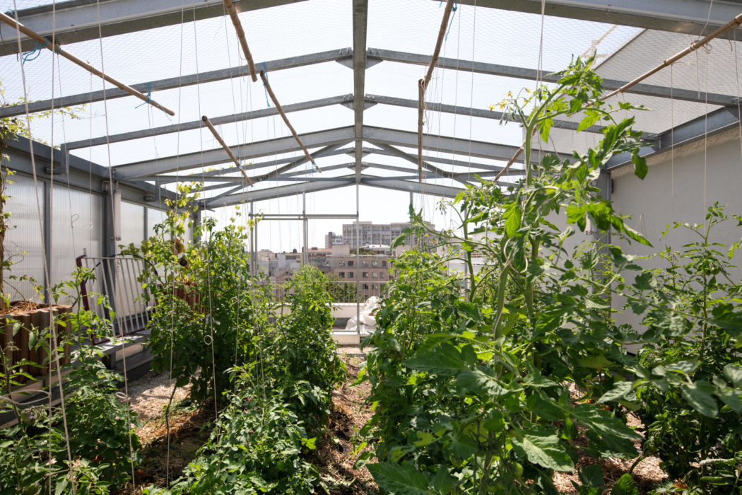 Tomates dans le potager urbain sur les toits de Paris